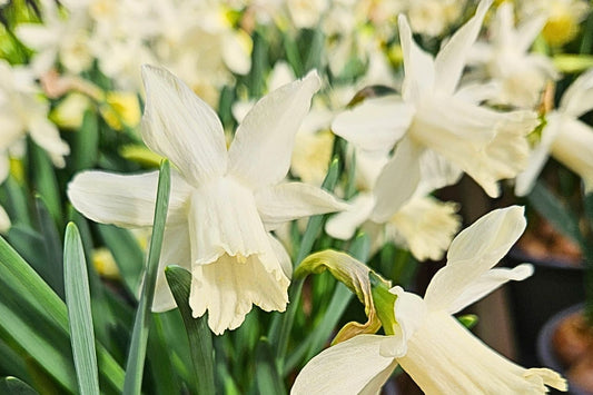 Narcissus 'Ice Baby' Trompeten-Narzisse