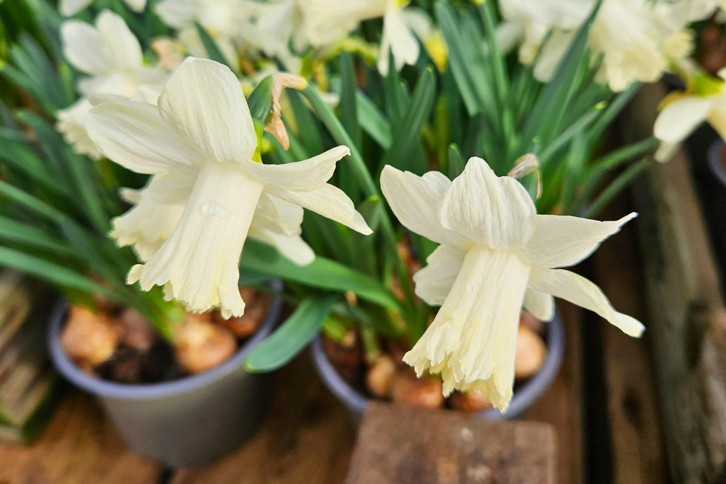 Narcissus 'Ice Baby' (Trompeten-Narzisse)