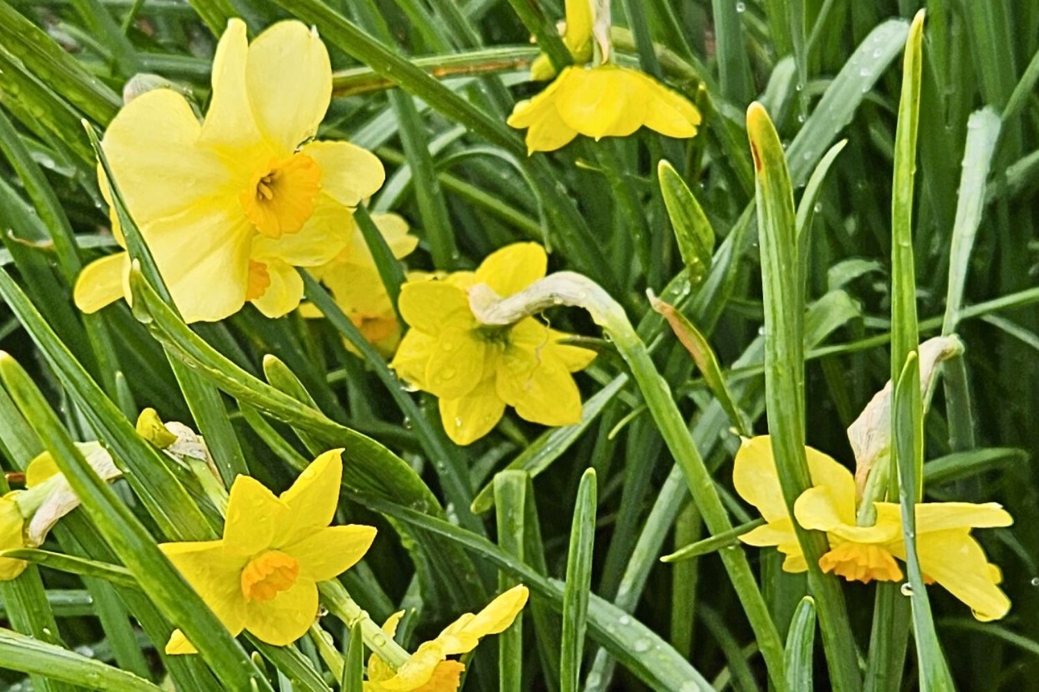 Narcissus jonquilla 'Baby Boomer' Jonquilla-Duft-Narzisse