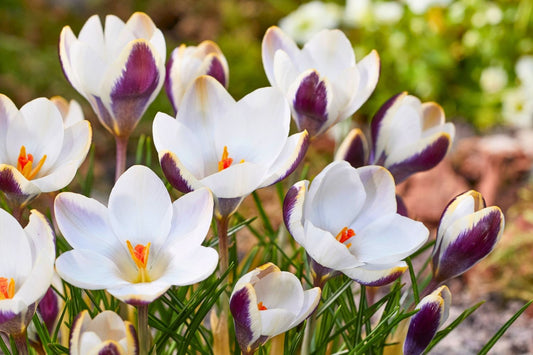 Crocus chrysanthus 'Panda' Garten-Krokus
