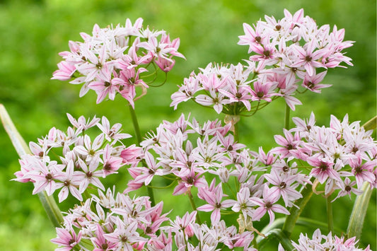 Allium 'Cameleon' Zierlauch