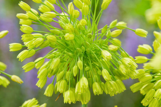 Allium chloranthum 'Yellow Fantasy' Gelbblühender Zierlauch