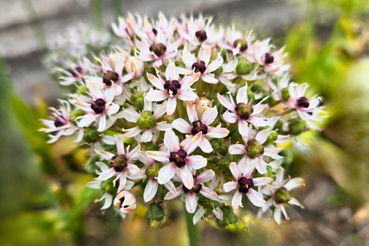Allium 'Silver Spring' Zierlauch