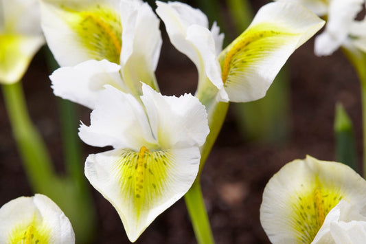 Iris reticulata 'North Star' Netzblatt-Schwertlilie