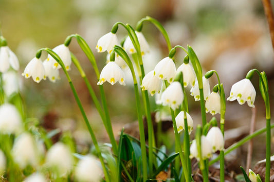 Leucojum vernum Märzenbecher