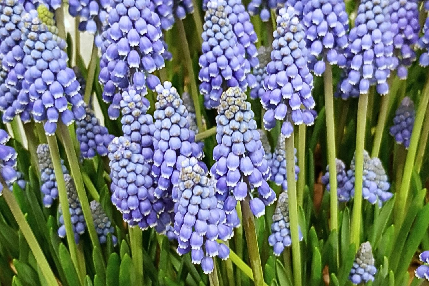 Muscari armeniacum 'Big Smile' Traubenhyazinthe