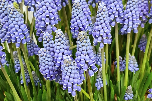Muscari armeniacum 'Big Smile' Traubenhyazinthe