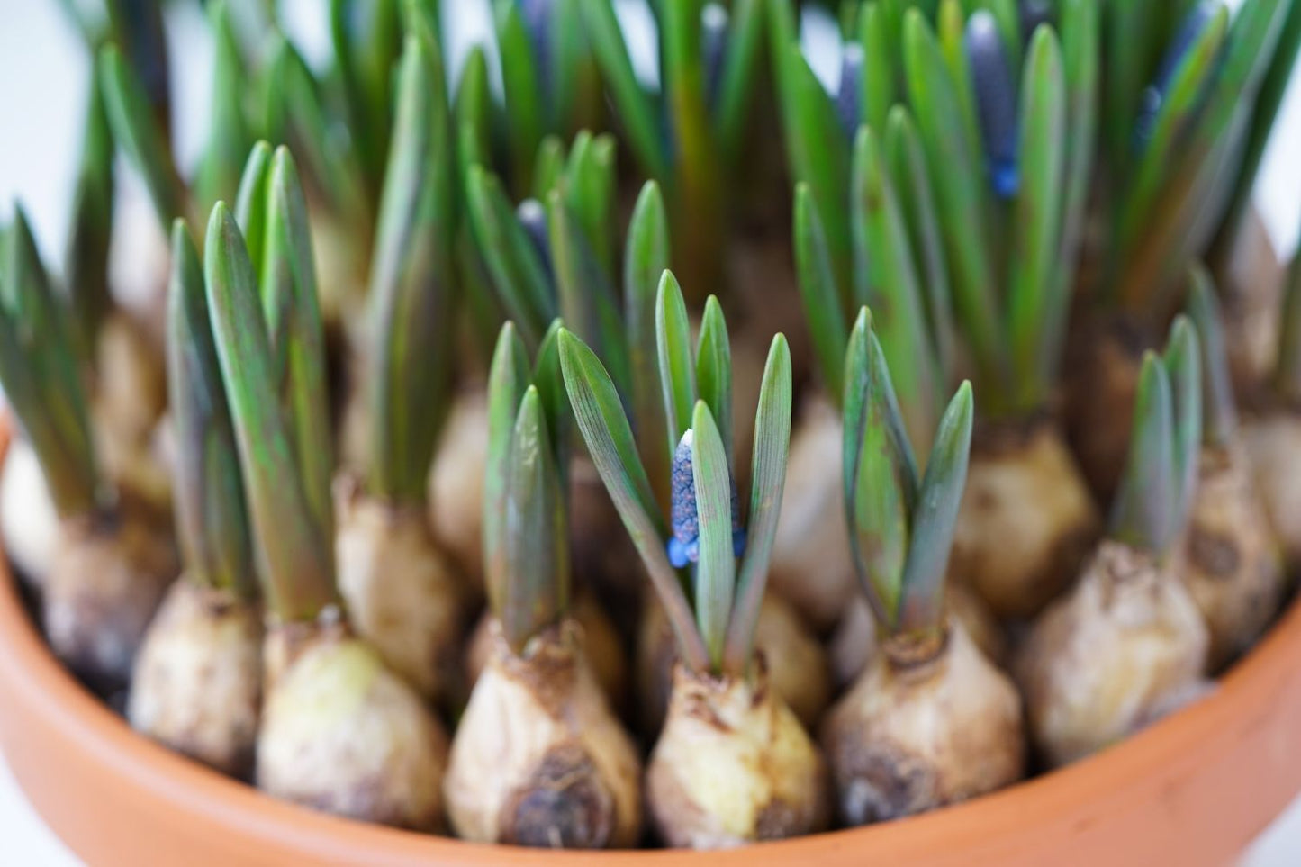 Muscari armeniacum 'Big Smile' (Traubenhyazinthe)