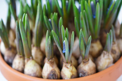 Muscari armeniacum 'Big Smile' (Traubenhyazinthe)