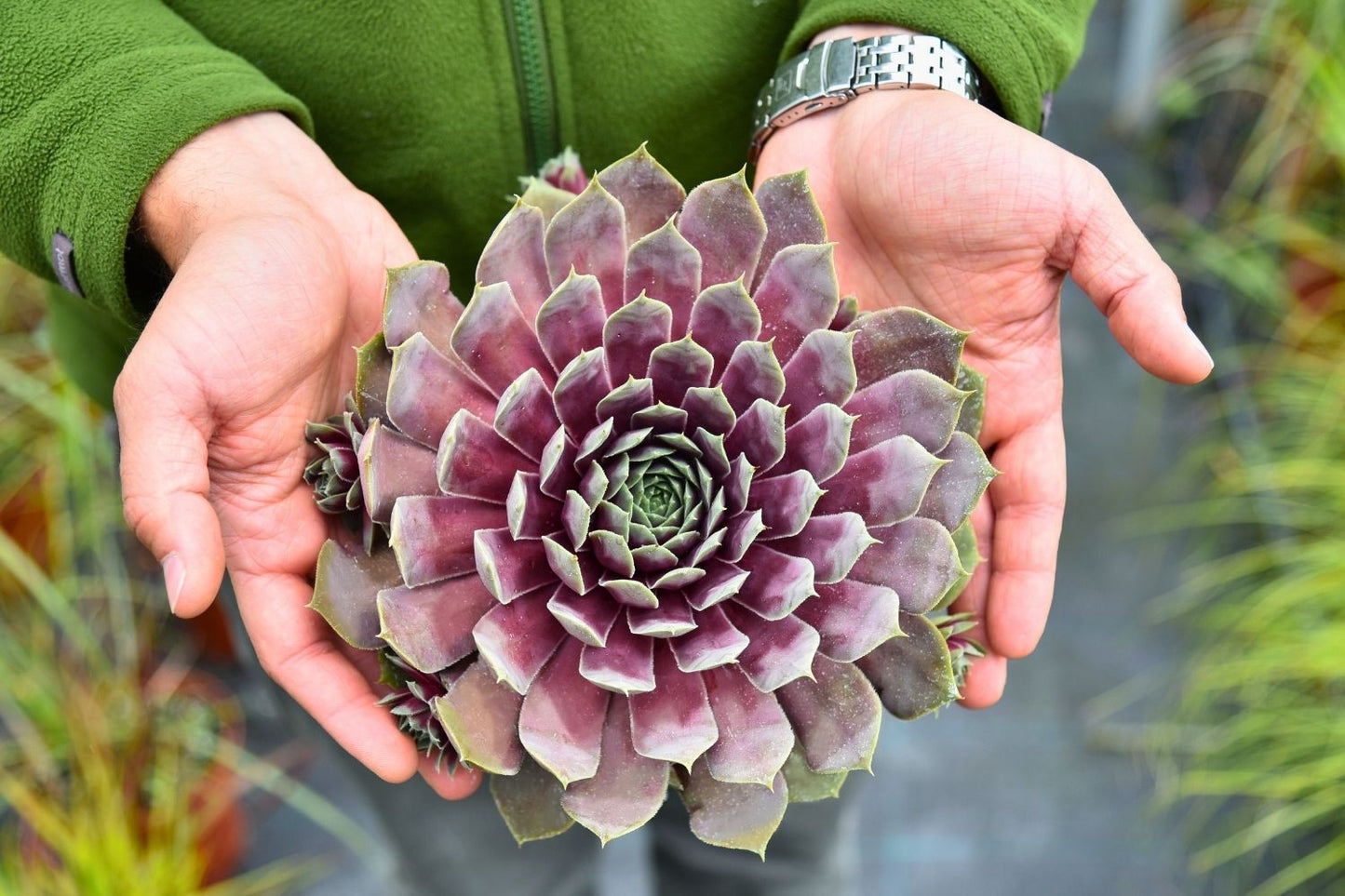 Sempervivum BigSam® 'Purple Quartz' Hauswurz