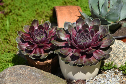 Sempervivum BigSam® 'Purple Quartz' (Hauswurz)