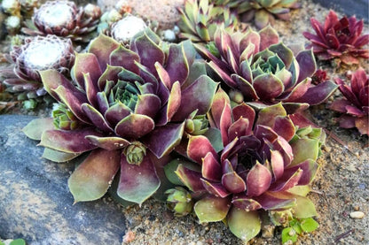 Sempervivum BigSam® 'Purple Quartz' (Hauswurz)
