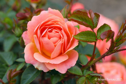 Rose 'Amber Bay' ® Beetrose 'Amber Bay' ®