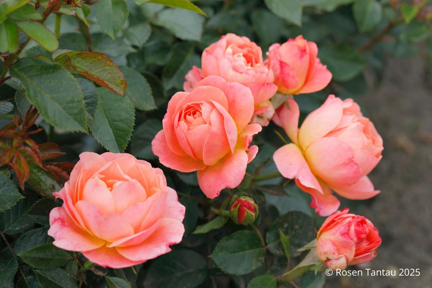 Rose 'Amber Bay' ® (Beetrose 'Amber Bay' ®)