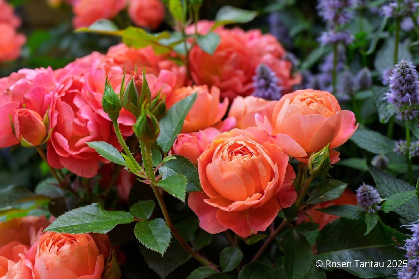 Rose 'Amber Bay' ® (Beetrose 'Amber Bay' ®)