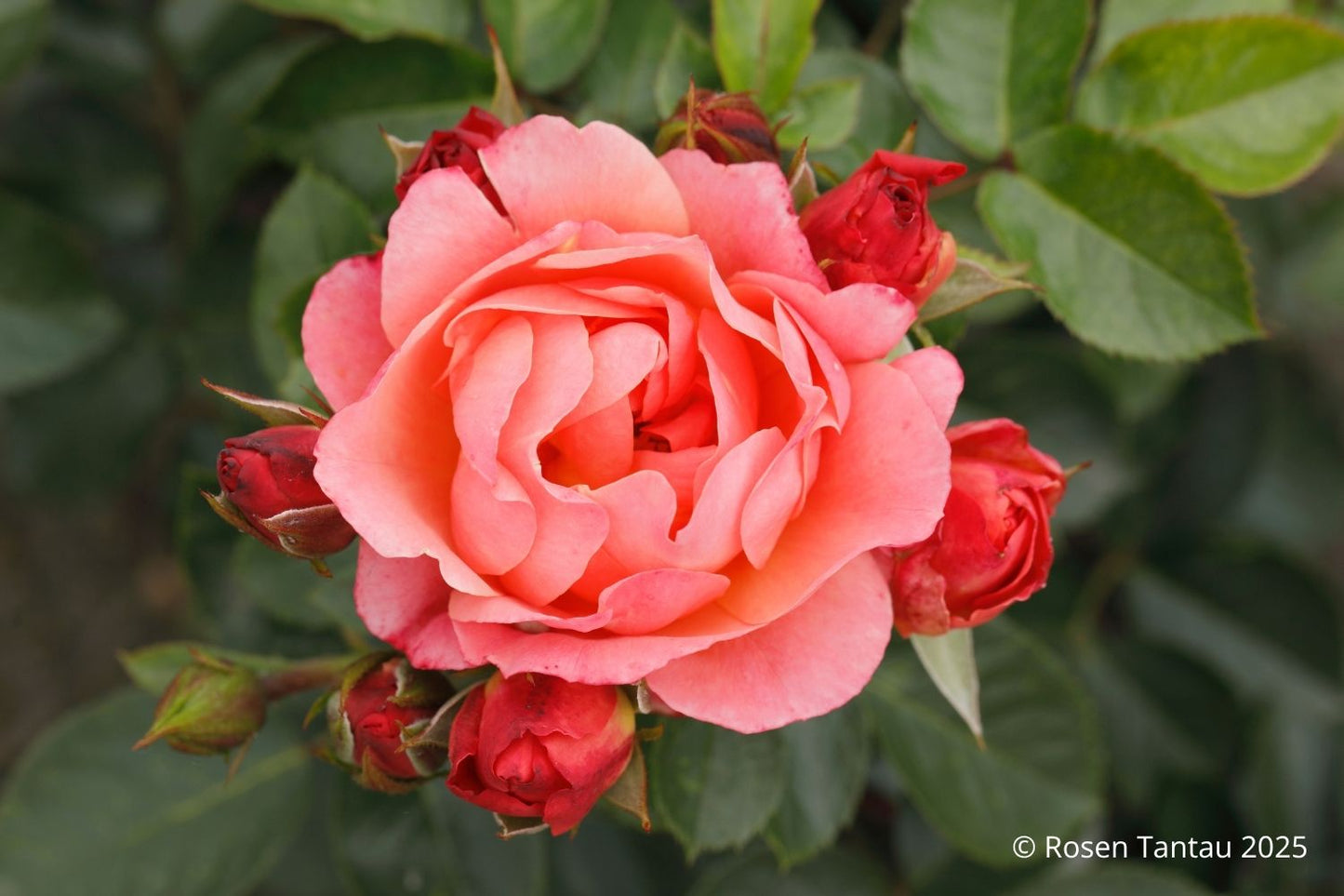 Rose 'Amber Bay' ® (Beetrose 'Amber Bay' ®)