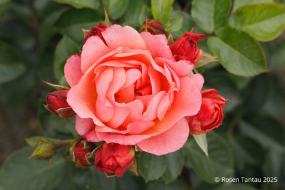 Rose 'Amber Bay' ® (Beetrose 'Amber Bay' ®)