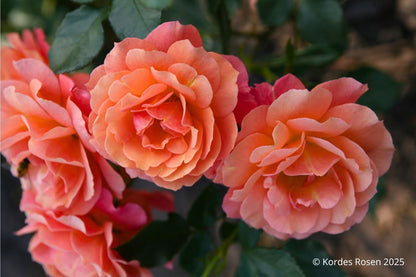 Rose 'Lambada' ® Strauchrose 'Lambada' ®