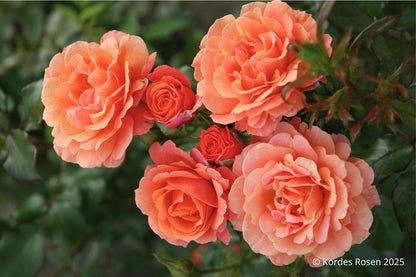 Rose 'Lambada' ® (Strauchrose 'Lambada' ®)