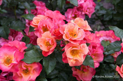 Rose 'Spicy' ® Beetrose