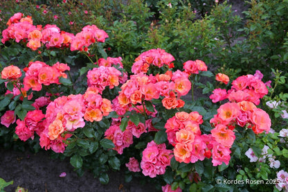 Rose 'Spicy' ® (Beetrose)