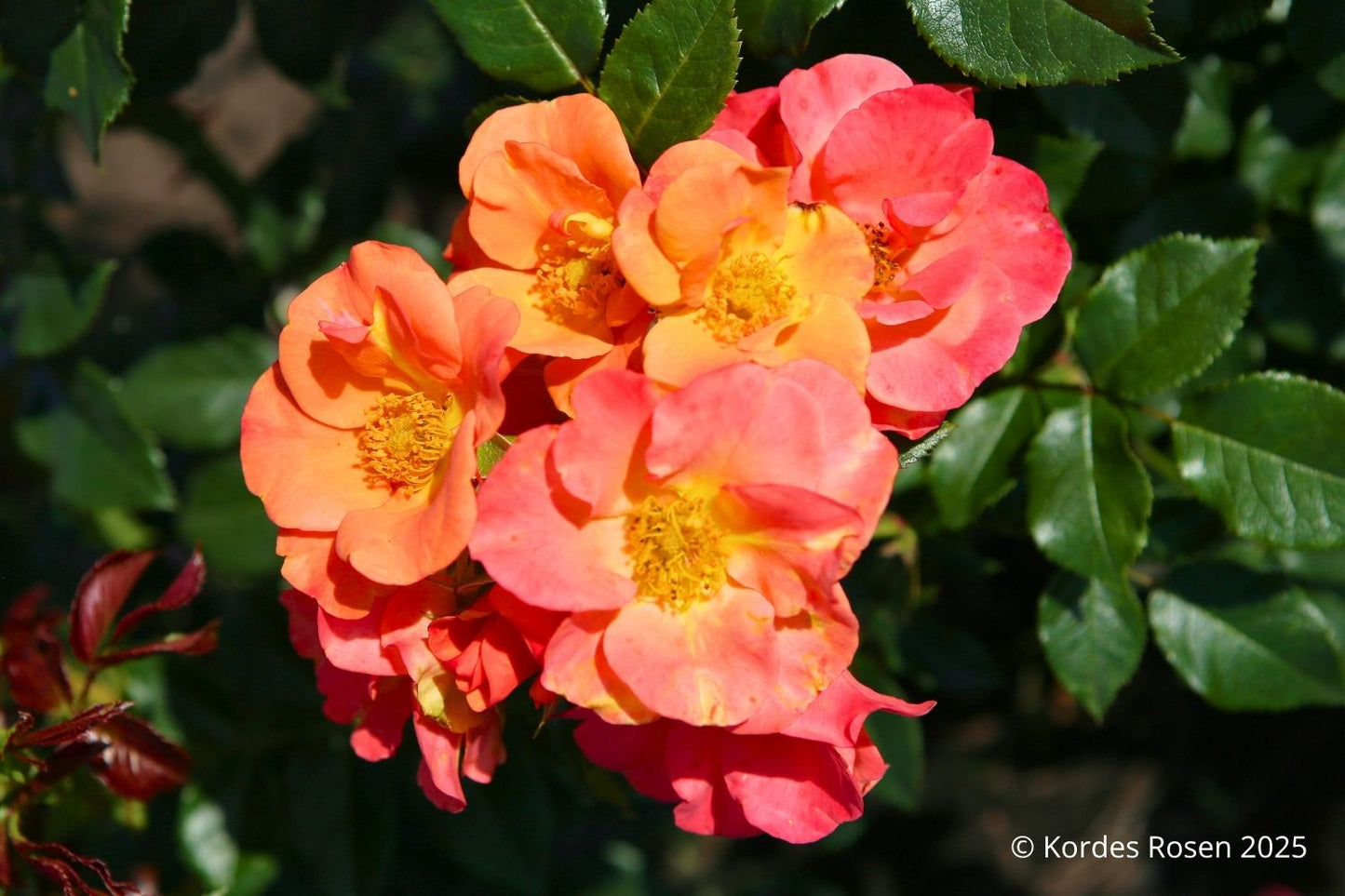 Rose 'Spicy' ® (Beetrose)