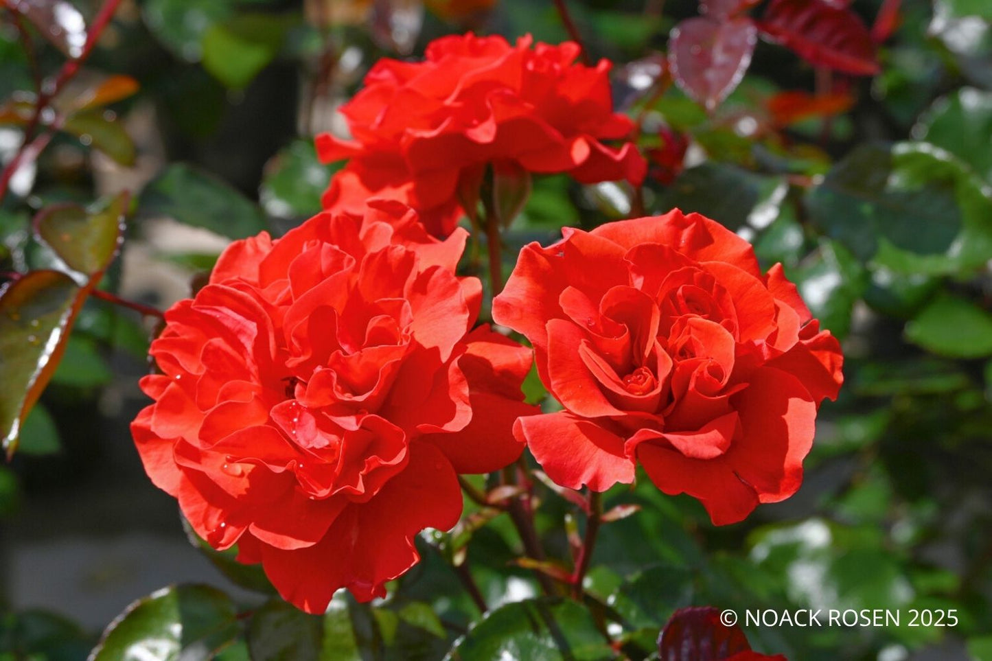 Rose 'Westblick' ® Beetrose