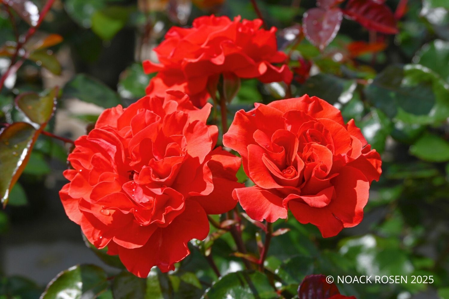 Rose 'Westblick' ® Beetrose