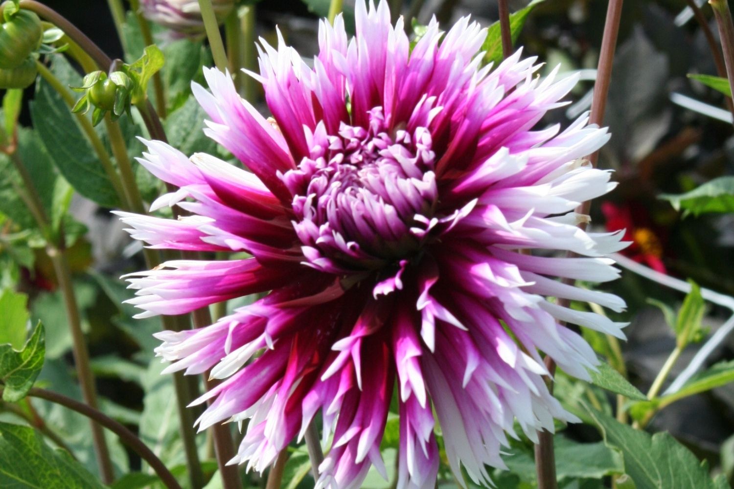 Dahlia 'Alauna Clair-Oscur' Kaktusblütige Dahlie