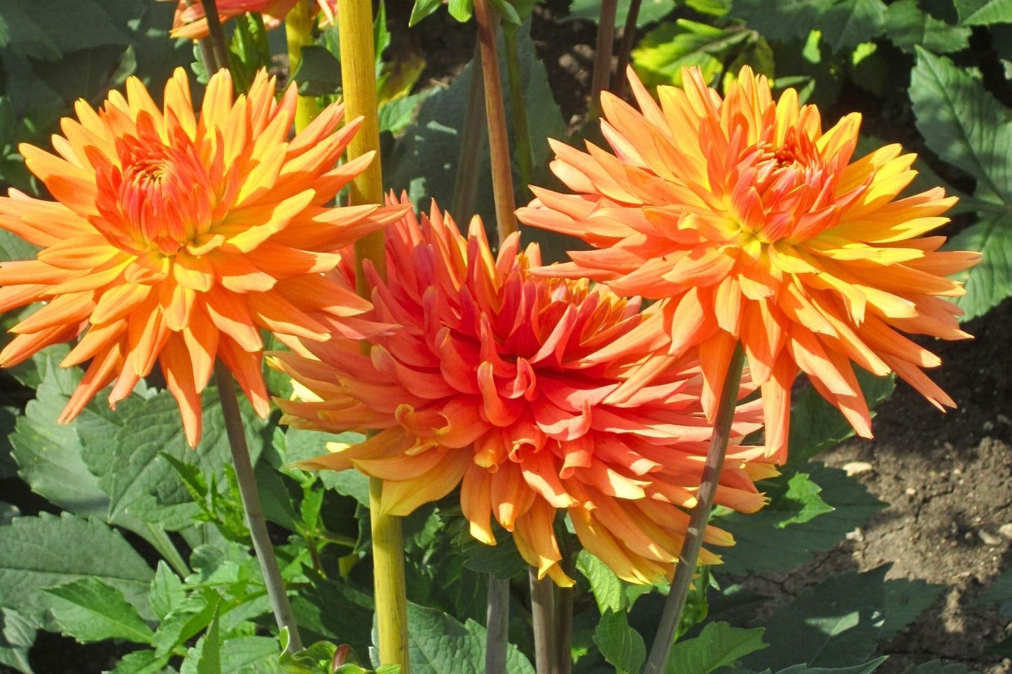 Dahlia 'Ludwig Helfert' Kaktusblütige Dahlie