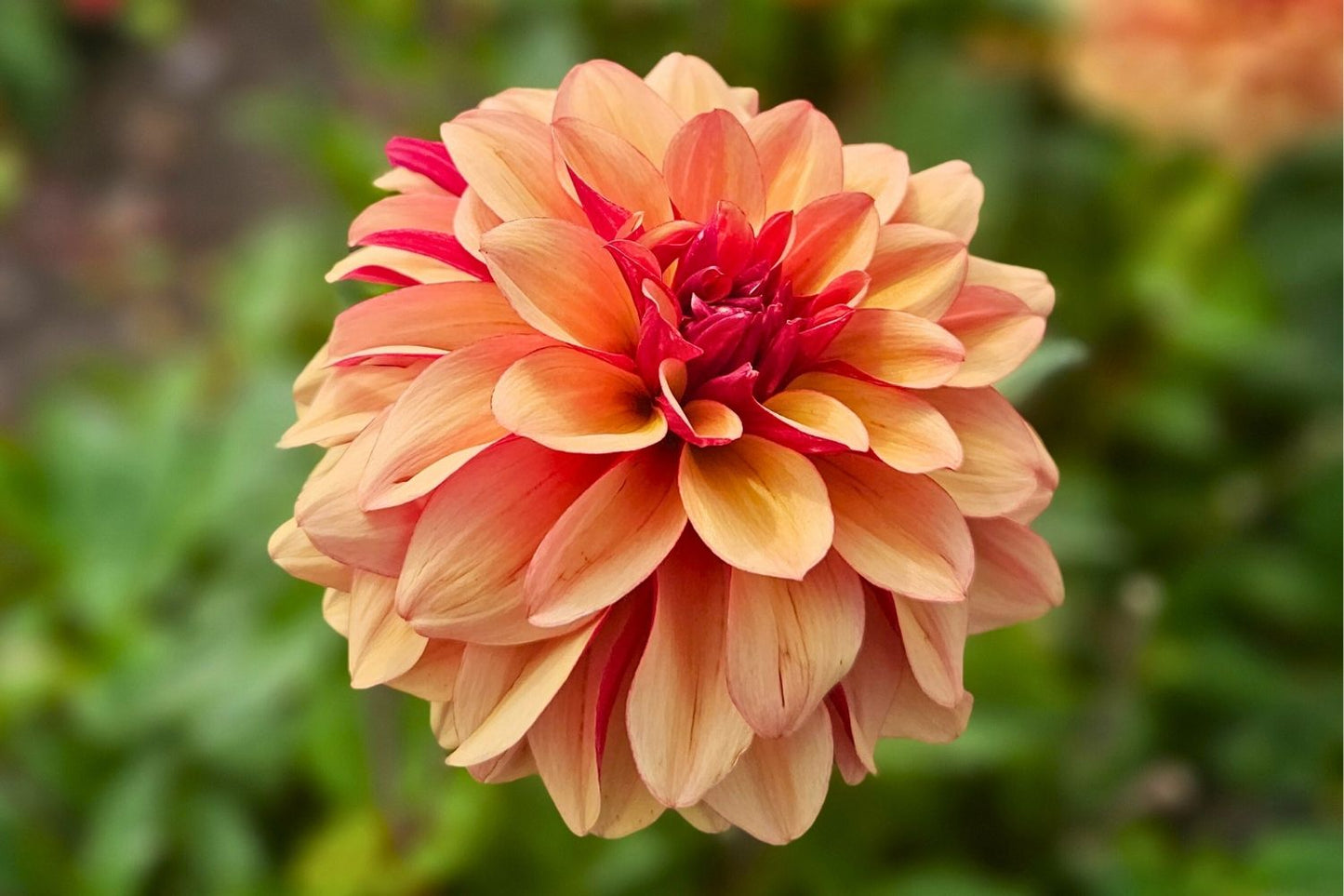 Dahlia 'Crème de Cognac' Schmuck-Dahlie