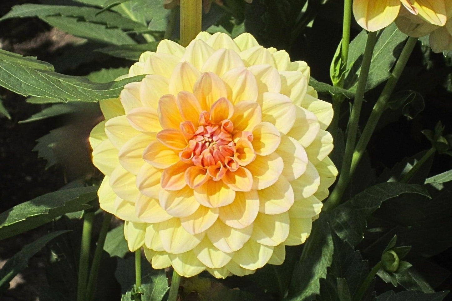 Dahlia 'Maya' Schmuck-Dahlie