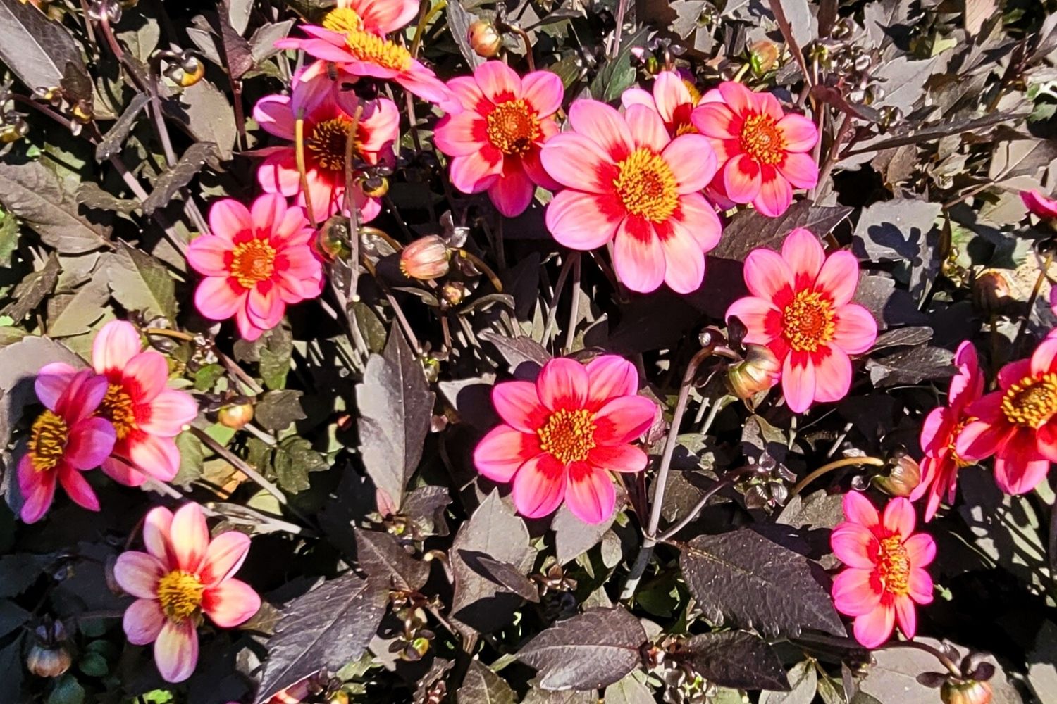 Dahlia 'Dahlegria Tricolore' Mignon-Dahlie