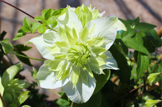 Clematis 'Manju' Waldrebe 'Manju'