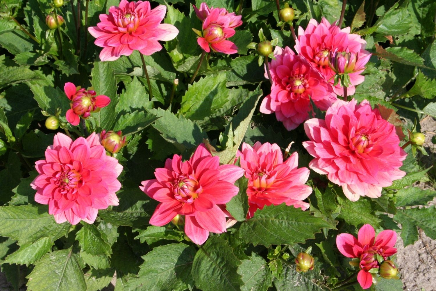 Dahlia 'Berliner Kleene' Niedrige Dahlie