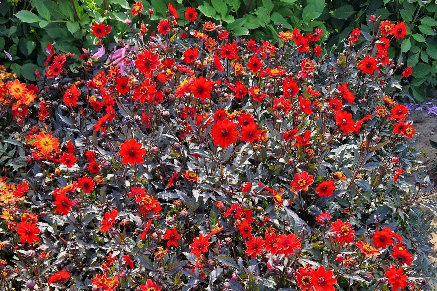 Dahlia 'Pulp Fiction' Niedrige Dahlie