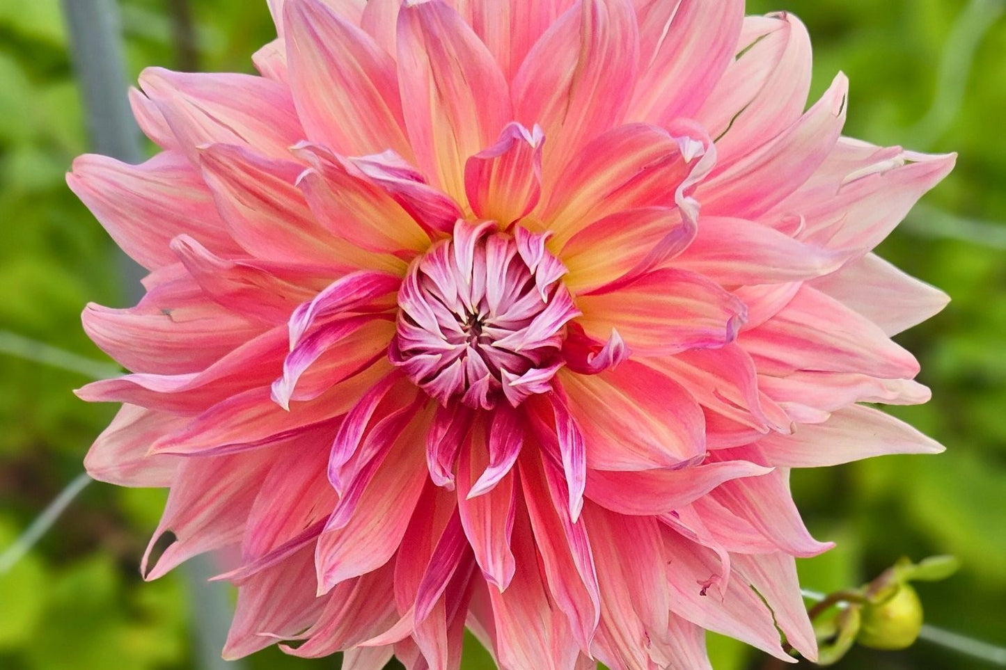 Dahlia 'Penhill Dark Monarch' Riesenblütige Dahlie