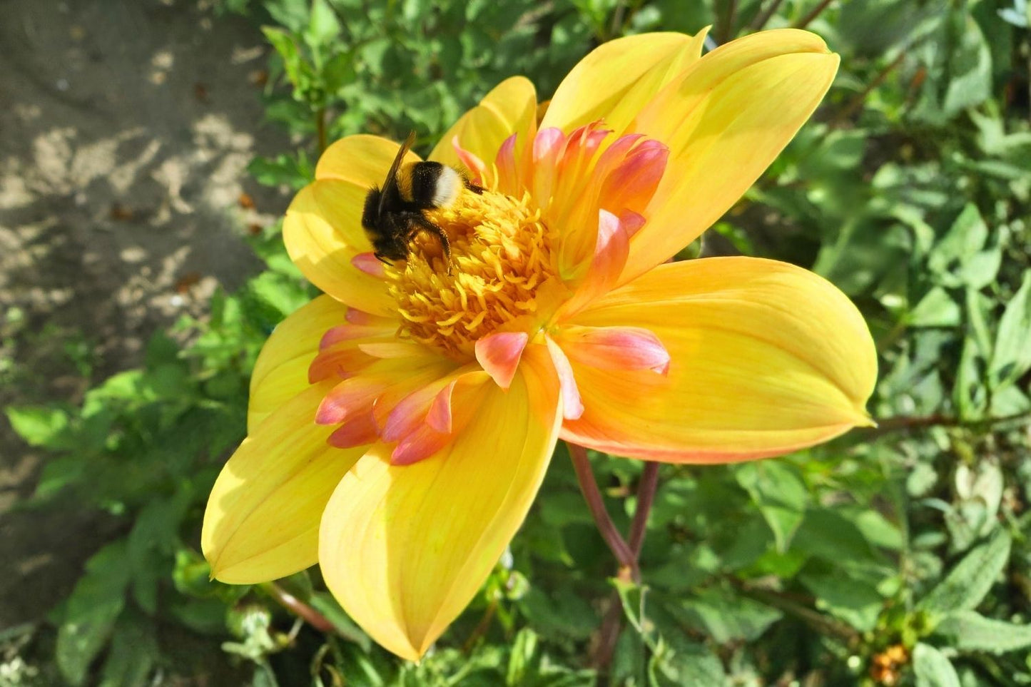 Dahlia 'Kelsey Annie Joy' Halskrausen-Dahlie