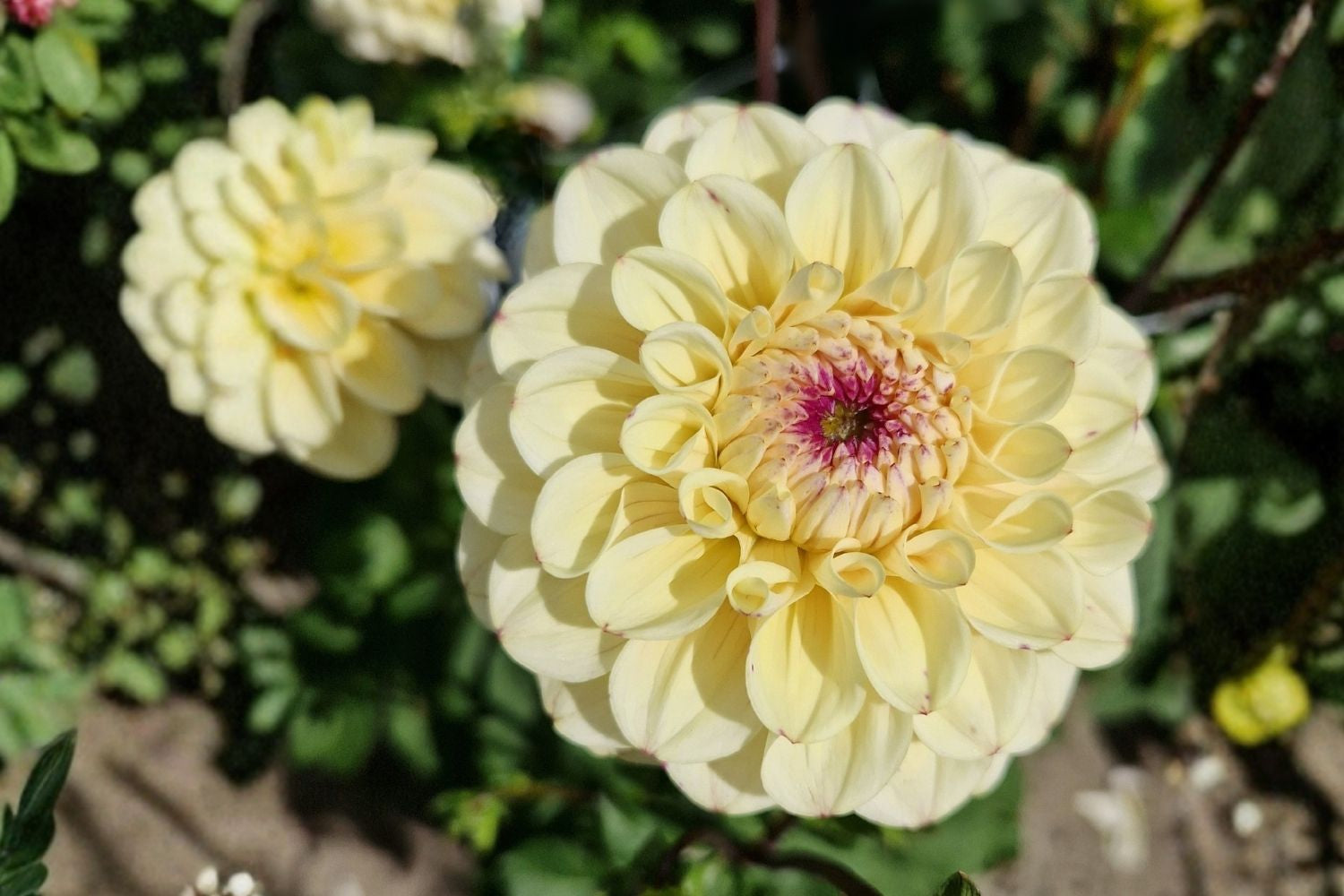 Dahlia 'Bolt' Ball-Dahlie