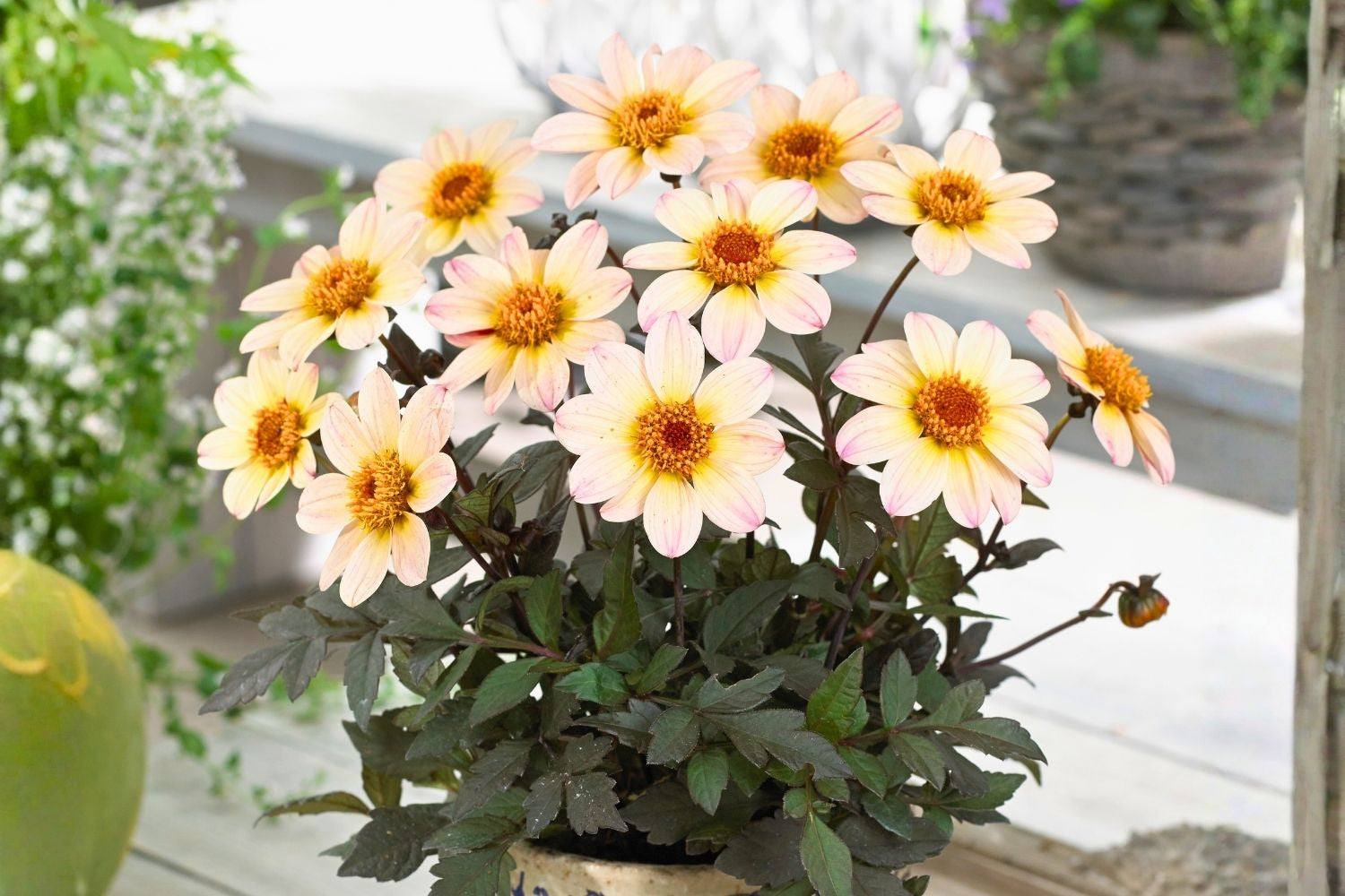 Dahlia 'Happy Days Cream White' Einfachblühende Dahlie