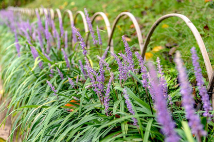 Liriope muscari 'Moneymaker' Lilientraube