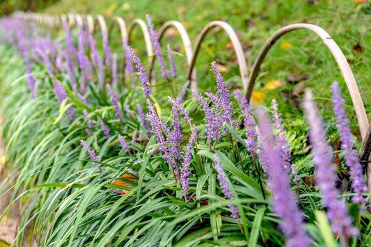 Liriope muscari 'Moneymaker' Lilientraube