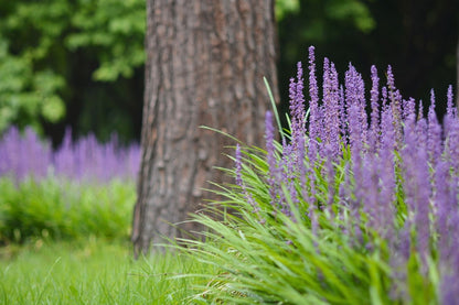 Liriope muscari 'Moneymaker' (Lilientraube)