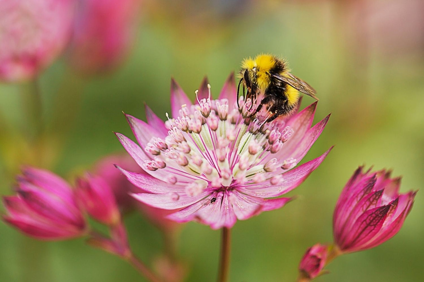 Astrantia major 'Lars' Sterndolde