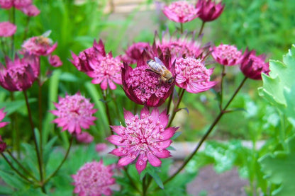 Astrantia major 'Lars' (Sterndolde)