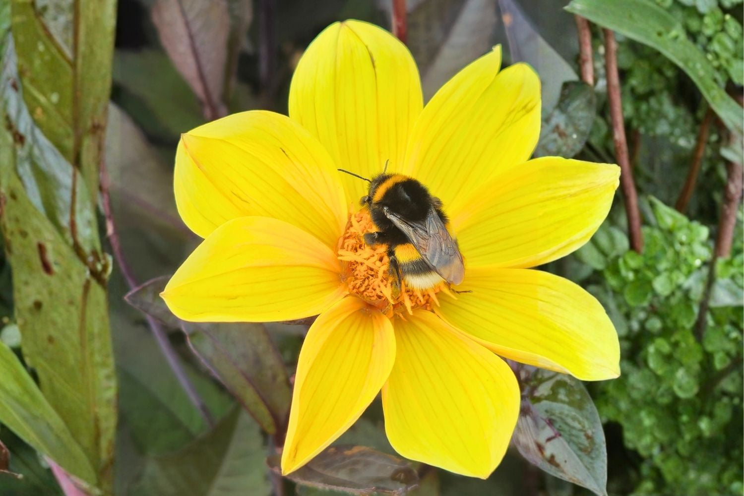 Dahlia 'Happy Single Party' Einfache Dahlie