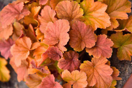 Heuchera 'Northern Exposure Amber' ® Purpurglöckchen