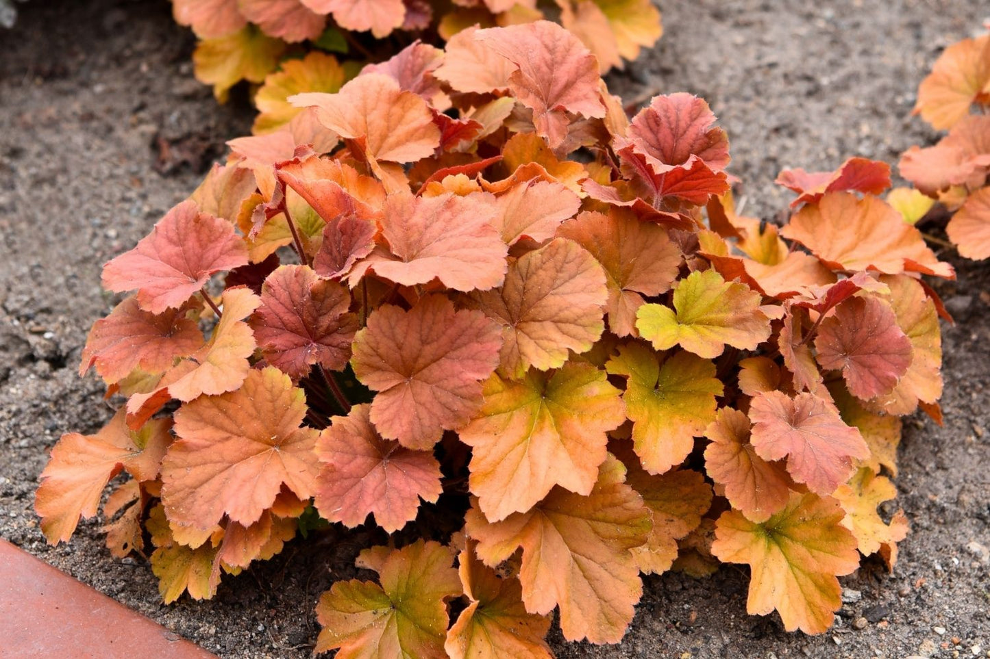 Heuchera 'Northern Exposure Amber' ® (Purpurglöckchen)