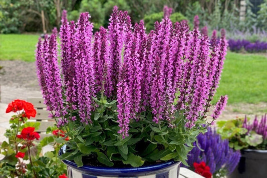 Salvia nemorosa 'Rianne Pink' Ziersalbei