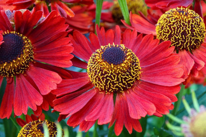 Helenium 'Mariachi Siesta' Sonnenbraut